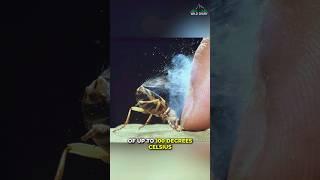 Bombardier Beetle | The Acid Thrower
