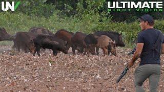 Farmer Finds Hogs Destroying Crops in Broad Daylight