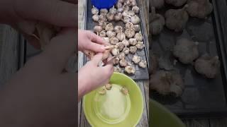 Посадка Чеснока. #домашнийвлог #дача #рецепты #огород #сад #садоводство