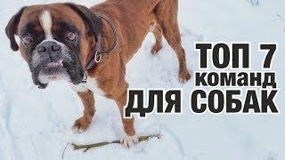 ТОП 7 ВАЖНЫХ КОМАНД ДЛЯ ВСЕХ СОБАК!