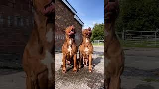 pitbull dog Pair op all dog video #shorts #pitbull #dog #video