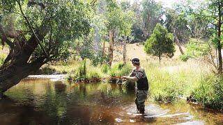 This Tiny River Is Full Of Fish!?!