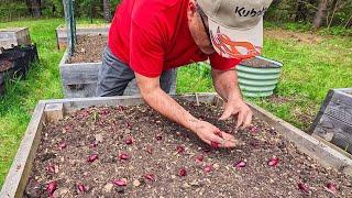 Raised Bed Work and Planting Potato and Onion Seeds