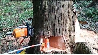 Biggest Tree Cutting Skill || Amazing Tree Cutting Skill || BIJOY DADA