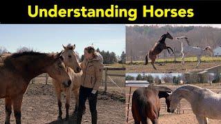 Horse Behavior and Body Language 