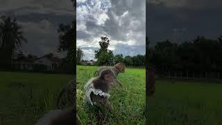 Village is still living with nature - BEAUTIFUL - #shorts #reels #monkeys #bae3 #animals #icy #cute