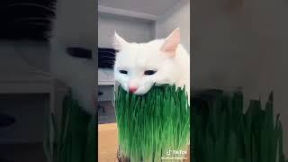 sofiadelmonstro | Animals Pets TikTok |