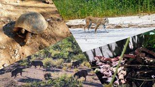 Wildlife on our Southern Arizona Off-Grid Property | Animals in the Desert