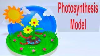 photosynthesis model (3d) science project | craftpiller | diy at home  | still model