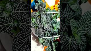 Fittonia planting #plants #love #gardening #fittonia #music #Houseofplants #plantcare #tamil #song