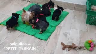 Yorkshires minis jugando y creciendo juntitos