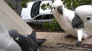 Pigeon vs cockatoos