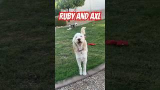 @RubyAndAxl are Best Friends! #cutedogs #husky #goldendoodle #shortsfeed