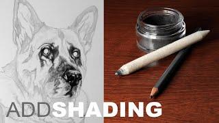 Pet Portraiture in Graphite - Shading