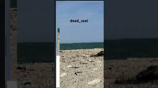 dead_seal #beach  #ocean #waves #summer #nature #noise #music #noisemusic #noiseart #seal #rotten
