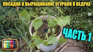 ВЫРАЩИВАНИЕ ОГУРЦОВ В ВЕДРАХ ЧАСТЬ 1