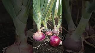Forbidden Vegetable in Hinduism #shorts #food #history #mystery