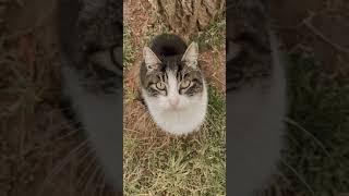 fyp #foryou #viral #animals #cute #funny #funnyvid #funnyvideos #animal #tiktokindonesia