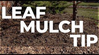  Leaf Mulch Tip  Using Fall Leaves for Free Mulch in the Garden #fallgardening #gardentips