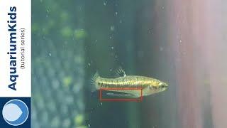 How do you sex Least Killifish (Heterandria formosa)? (4K UHD)