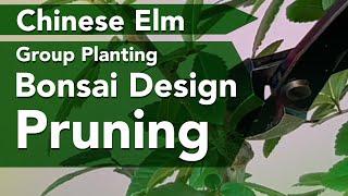 Bonsai Design Pruning of Chinese Elm Multi-trunk Expert Tips