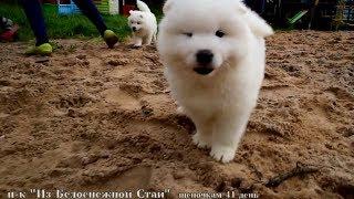 ЩЕНКИ САМОЕДА гуляют, играют с детьми и резвятся)) SAMOYED PUPPIES, FUN & KIDS)) LOVE SAMOYED