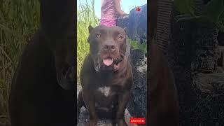 pitbull lek monster #LEKTHEBESTKENNEL
