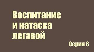 Воспитание и натаска легавой 8 серия