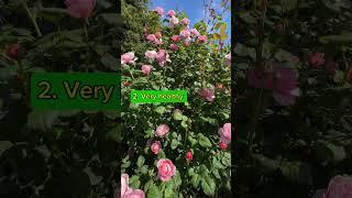 David Austin rose Queen of Sweden. Why is this rose one of the best choices for your garden? #garden