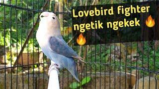 pancingan lovebird fighter ngetik ngekek