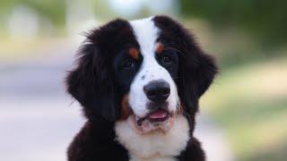 Dyusha Enjoy Me BMD Bernese mountain dog