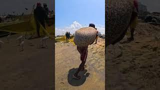 You Never Saw !! Live Village Sprats Fishing Industry in Sea Fishing #shorts