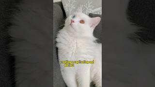 Van Cat - Extreme Beauty