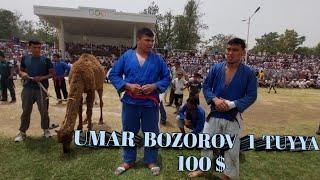 UMAR BOZOROV QASHQADARYO SHERBEK POLVON 2022 YIL KURASH