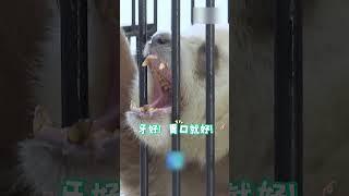 给大熊猫体检分几步？| 开讲啦 The Voice