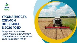 Урожайность озимой пшеницы в 2020 году. Результаты опытов на кукурузе в 2020 году.