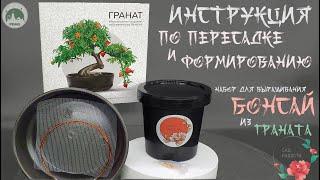 Сад Радости:  Гранат   (инструкция по посадке, пересадке и формированию)