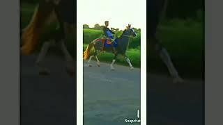 Ha Maro jivv ha (Roji ) #viral #horse #riding #trending #shorts #sorts