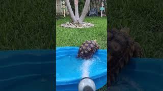 Sly Tortoise Assata -Sneaks Her Way Out of A Bath ‼️🫧