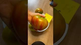 Tomate „Taiga“  Томат «Тайга» #garden #tomate #taiga #томат #тайга