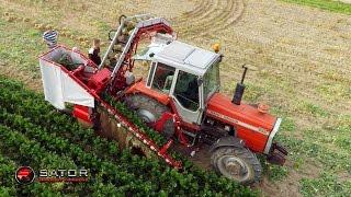 Sator Compakt - Kombajn do selera / Celery Harvester