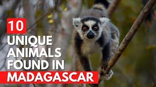 Top 10 UNIQUE Animals ONLY Found In Madagascar (Number 1 Is AMAZING) | Daily Top 10