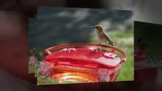 Aspects 407 Jewel Box Window Hummingbird Feeder