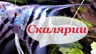 Скалярии.  Содержание, размножение, уход и совместимость.