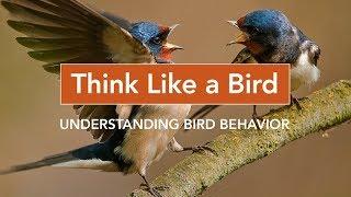 Think Like a Bird: Understanding Bird Behavior