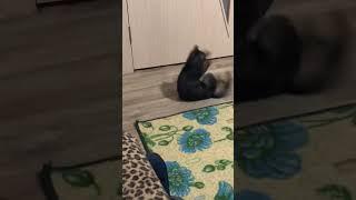 Cats freestyle