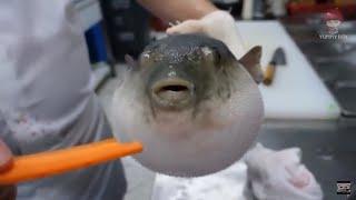 Pufferfish eats carrot (full video)