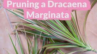 A Dracaena Marginata Needs Pruning: How To Do It