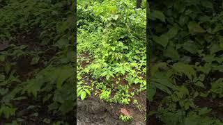 In nature | My farm