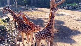 Dierenpark Amersfoort - Park overzicht HD 2017